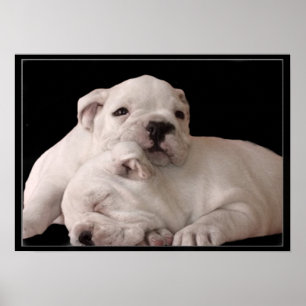 Poster dos filhotes de cachorro do buldogue