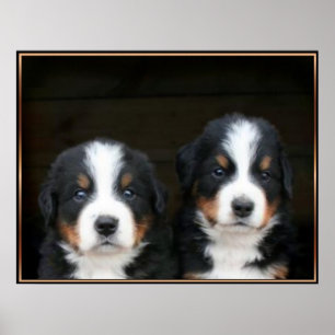 Poster dos filhotes de cachorro do cão de montanh