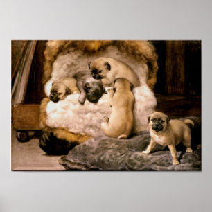 Poster dos filhotes de cachorro do Pug