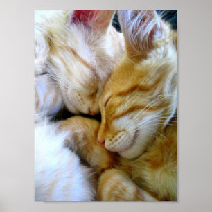 Poster dos gatinhos do Snuggle