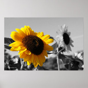Poster dos girassóis