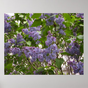 Poster dos Lilacs
