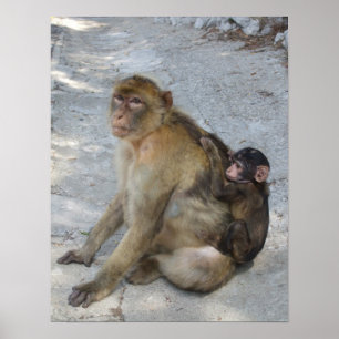 Poster dos Macacos de Gibraltar