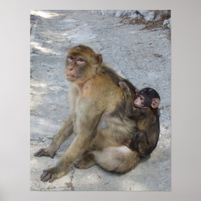 Poster dos Macacos de Gibraltar (Frente)
