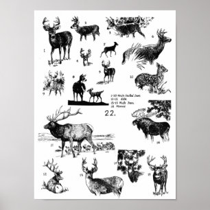 POSTER DOS MAMÍFEROS