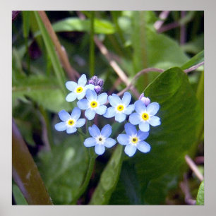 Poster dos miosótis 2