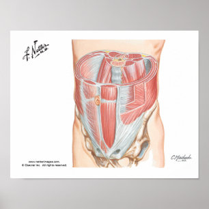 Poster dos músculos abdominais
