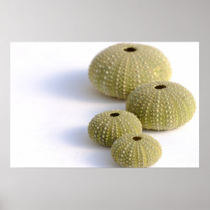 Poster dos ouriços do mar