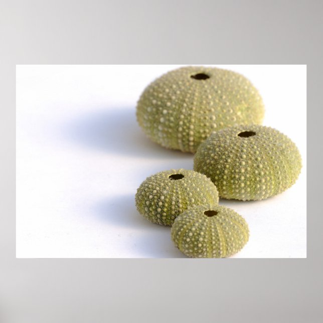 Poster dos ouriços do mar (Frente)