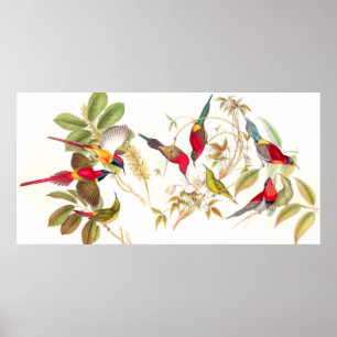 Poster dos pássaros de Gould Sunbird