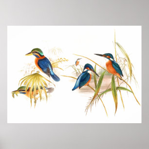 Poster dos pássaros do martinho pescatore de Goul