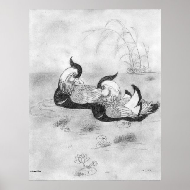 Poster dos Patos-de-mandarim (Frente)