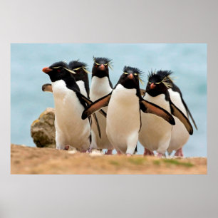 Poster dos pinguins de Rockhopper de 8,99