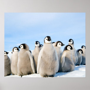 Poster dos pintinhos do pinguim de imperador