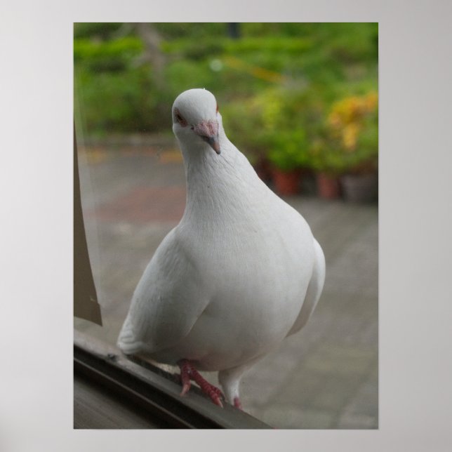 Poster dos pombos brancos (Frente)