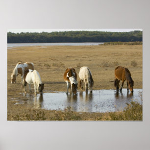 Poster dos pôneis de Assateague