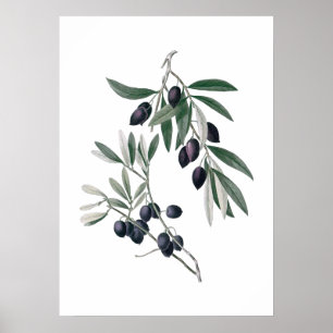 Poster dos ramos de oliveira