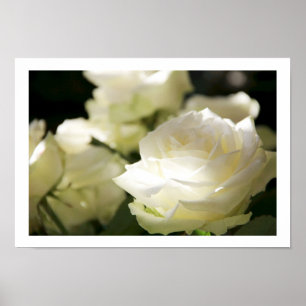 Poster dos rosas brancos