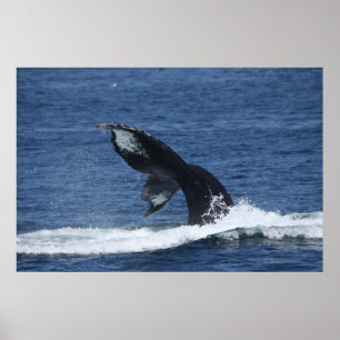 poster dos solhas da cauda da baleia de humpback