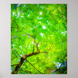 Poster Dose de Verdor de Karuizawa
