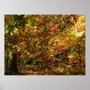 Póster Dossel de Folhas de Outono II Fotografia de Outono