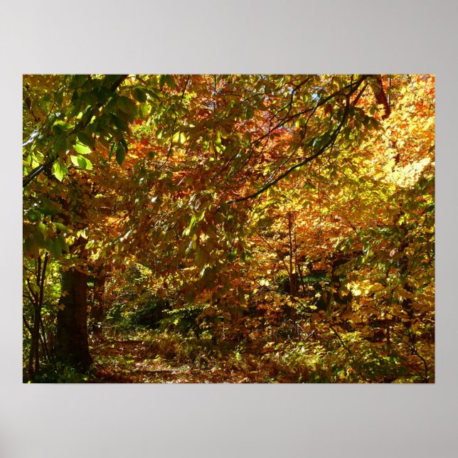 Póster Dossel de Folhas de Outono II Fotografia de Outono (Frente)