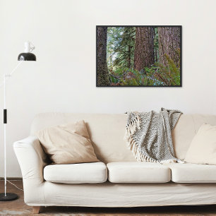 Póster Douglas Fir Conifer Forest Foto Glossy