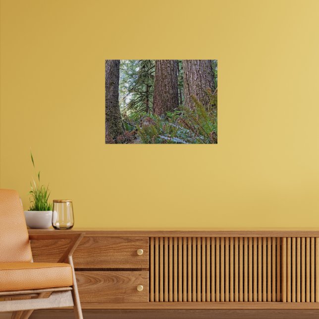 Poster Douglas Fir Conifer Forest Fotográfica (Sala de Estar 2)