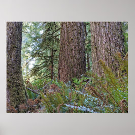 Poster Douglas Fir Conifer Forest Fotográfica