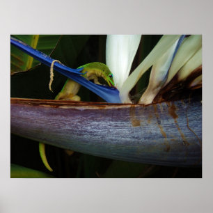Poster Dourado dia de poeira Gecko na Flor