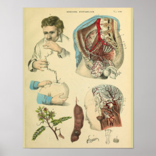 Póster Doutor Imprimir da arte da anatomia da cabeça da
