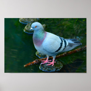 Poster Dove