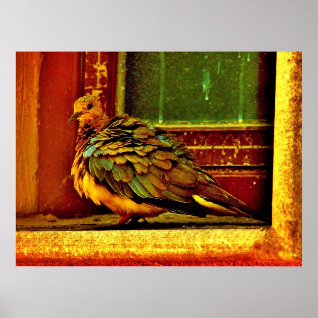 Poster Dove de penas (Frente)