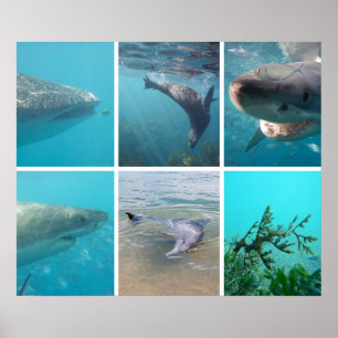 Poster Down Under the Sea Ocean Life Animals Australia
