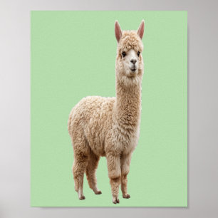 Poster Download Digital   Foto de Alpaca Fofa em Verde Sa