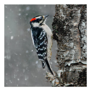 Póster Downy Woodpecker em Neve - Foto Original