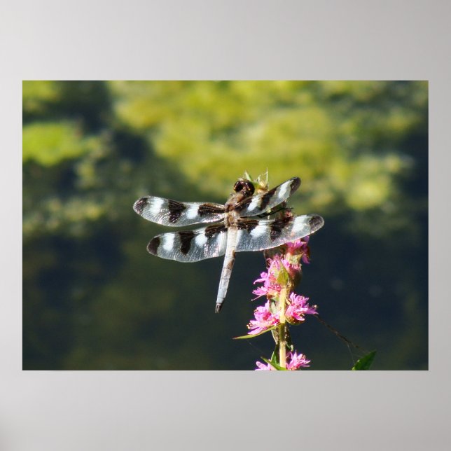 Poster Doze Dragonfly Skimmer (Frente)