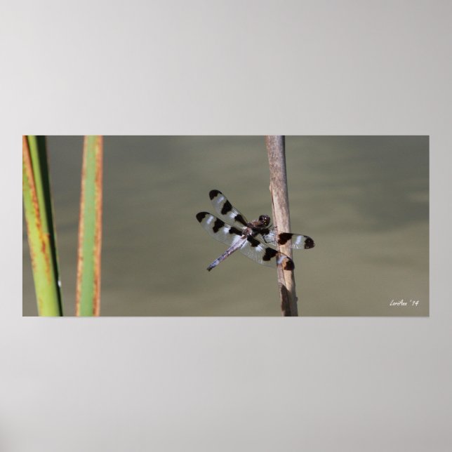 Póster Doze Skimmer 1 (Frente)