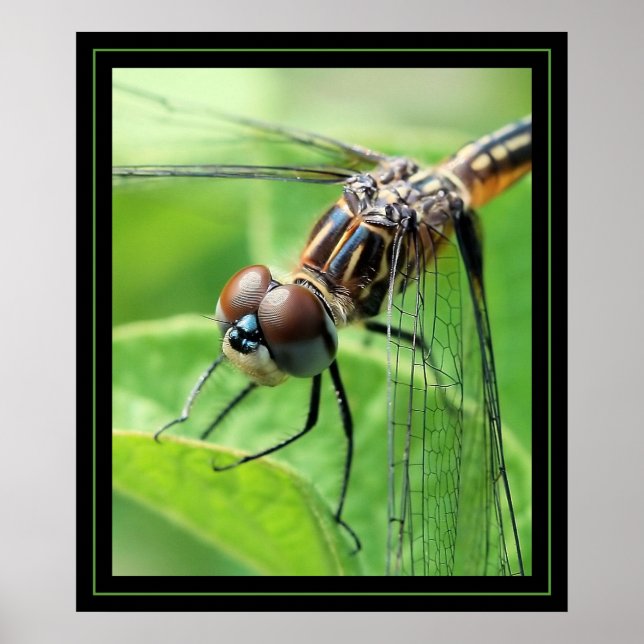 Póster Dragão (Frente)