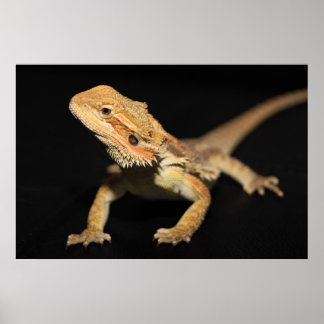 Póster Dragão 3 Curioso