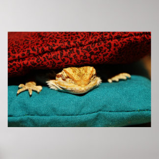 Póster Dragão Cozy Bearded