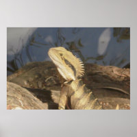 Dragão da Água Oriental Australiano