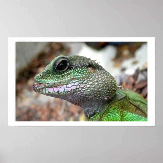 Póster Dragão d'água chinês (Frente)