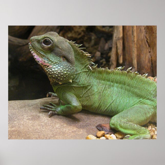 Poster Dragão de Água (Frente)