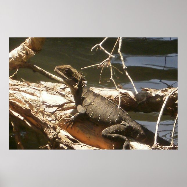 Póster Dragão de Água (Frente)