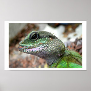 Póster Dragão de água chinês