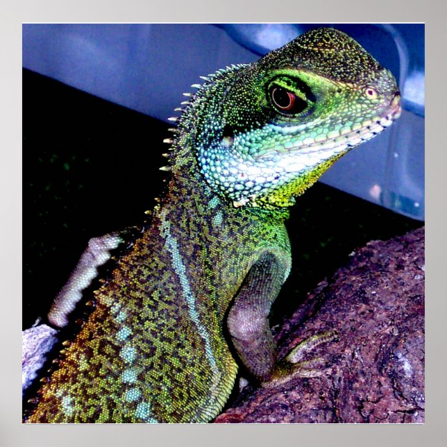 Póster Dragão de Água Chinês (Frente)