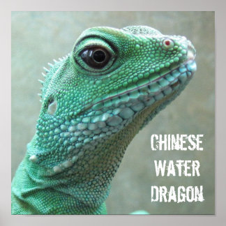 Póster Dragão de Água Chinês