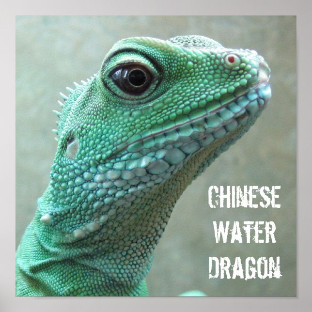 Póster Dragão de Água Chinês (Frente)