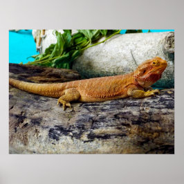 Poster Dragão de Barba Adulta Lizard